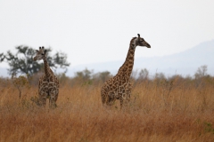 2019-09-Tansania-OK-0430