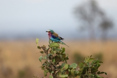 2019-09-Tansania-OK-0457