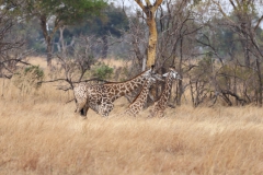 2019-09-Tansania-OK-0470