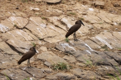 2019-09-Tansania-OK-0506