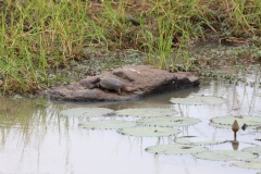 2019-09-Tansania-OK-0514