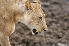 2019-09-Tansania-OK-0551