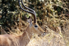 2019-09-Tansania-OK-0047