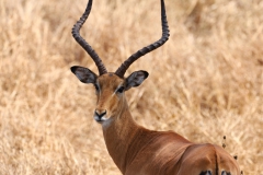 2019-09-Tansania-OK-0048