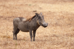 2019-09-Tansania-OK-0108