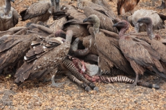 2019-09-Tansania-OK-1455