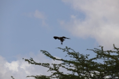 2019-09-Tansania-OK-1473