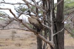 2019-09-Tansania-OK-1497