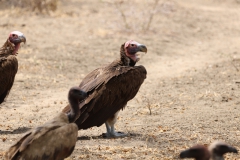 2019-09-Tansania-OK-1506