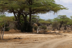 2019-09-Tansania-OK-1533