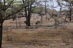 2019-09-Tansania-OK-1572