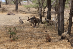 2019-09-Tansania-OK-1650