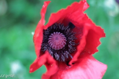 Mohn-20190522-053