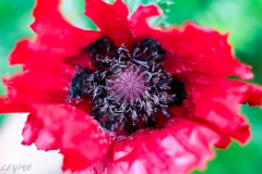 Mohn-20190522-054