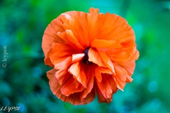 Mohn-20190522-055