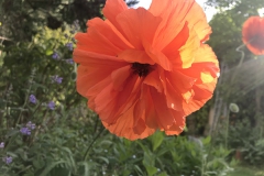 Mohn-20190523-056