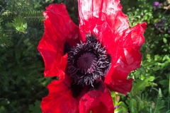 Mohn-20190523-057