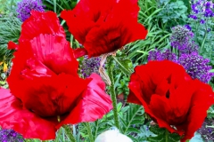 Mohn-20190523-058