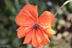 Mohn-20190524-059