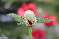 Mohn-20190524-060