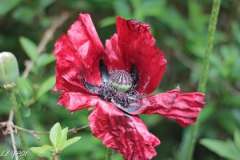 Mohn-20190524-061