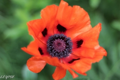 Mohn-20190524-062
