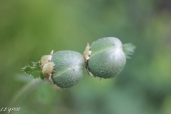 Mohn-20190524-063