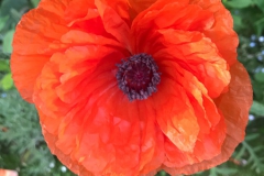 Mohn-20190528-064