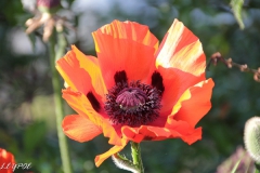 Mohn-20190528-065