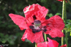 Mohn-20190528-066
