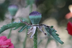 Mohn-20190601-067