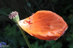 Mohn-20190601-068