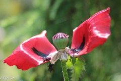 Mohn-20190602-069