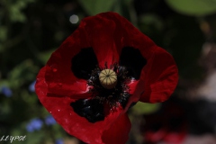 Mohn-20190602-070