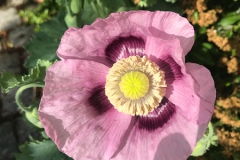 Mohn-20190611-072
