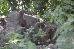 2019-09-Tansania-OK-2230