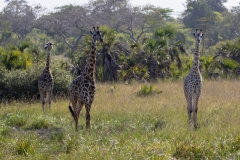 2019-09-Tansania-OK-2889