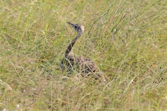 2019-09-Tansania-OK-2892