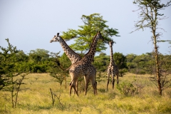 2019-09-Tansania-OK-2902