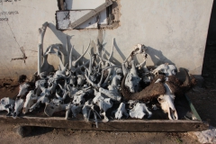 2019-09-Tansania-OK-2923