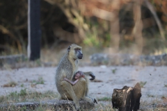 2019-09-Tansania-OK-2925