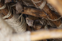 2019-09-Tansania-OK-2641