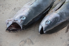 2019-09-Tansania-OK-2707