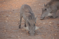2019-09-Tansania-OK-0860