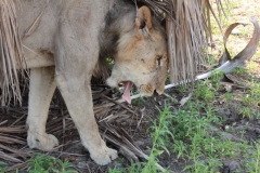 2019-09-Tansania-OK-1722