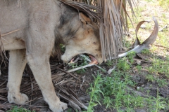 2019-09-Tansania-OK-1725