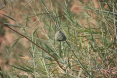 2019-09-Tansania-OK-1208