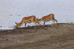 2019-09-Tansania-OK-1357