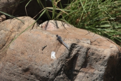 2019-09-Tansania-OK-1856
