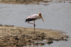 2019-09-Tansania-OK-1903